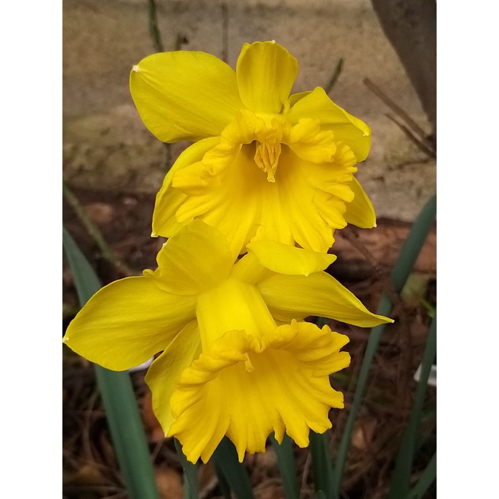 Narciso Dutch Master