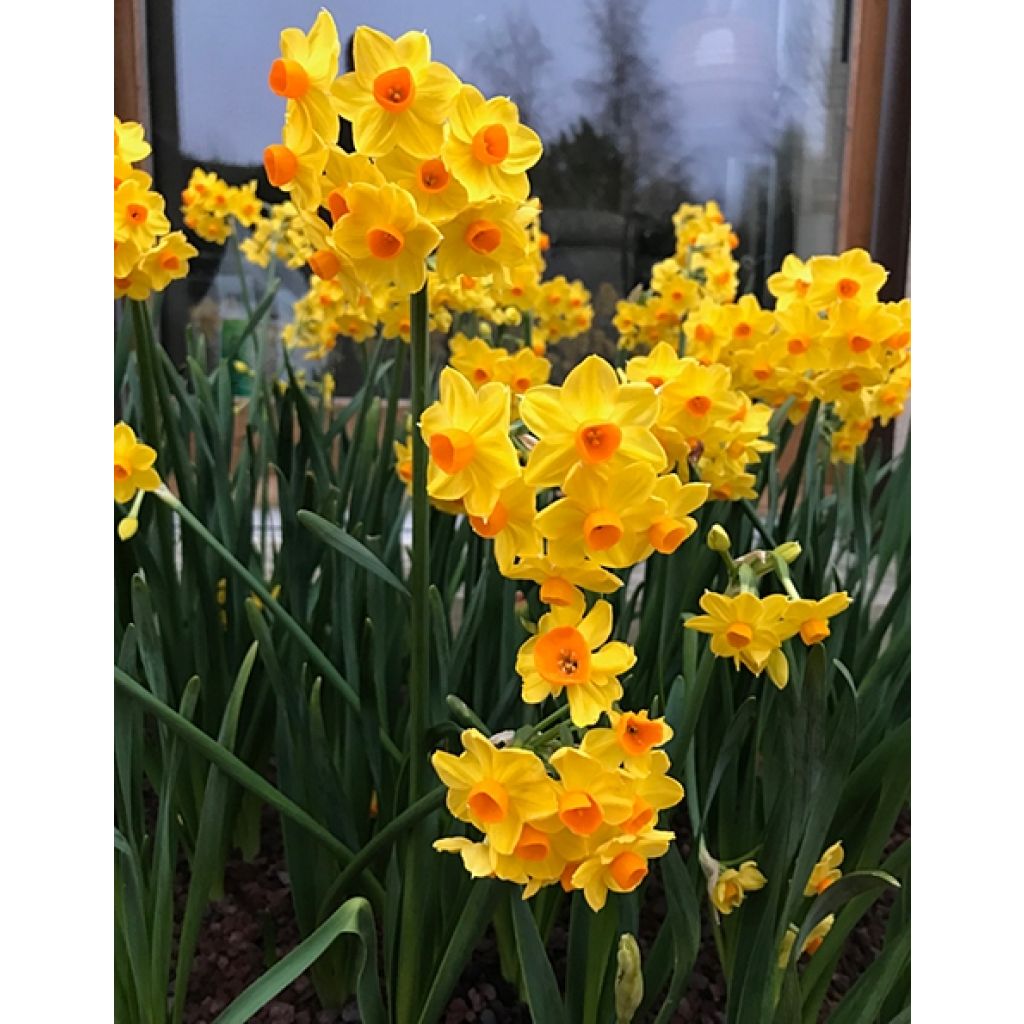 Narciso tazetta Grand Soleil d Or