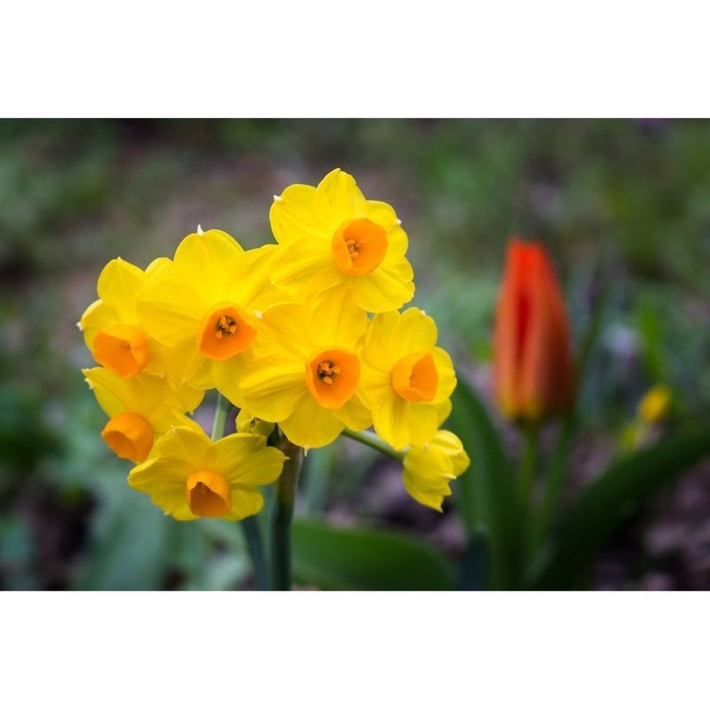 Narciso tazetta Grand Soleil d Or