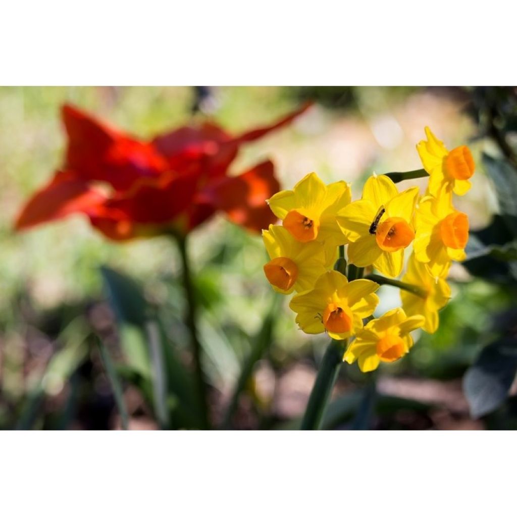 Narciso tazetta Grand Soleil d Or