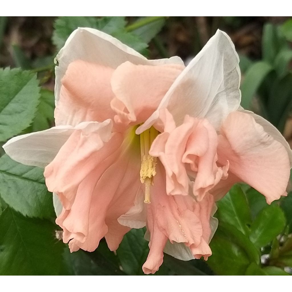 Narciso Apricot Whirl