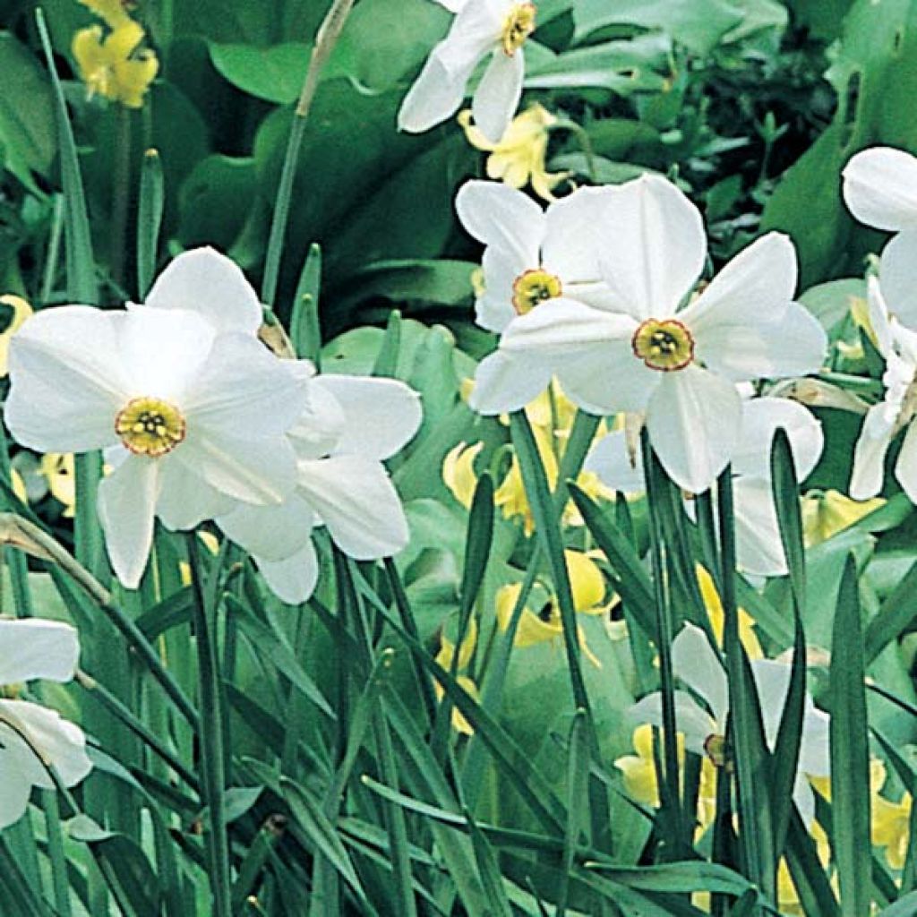 Narciso poeticus Actaea