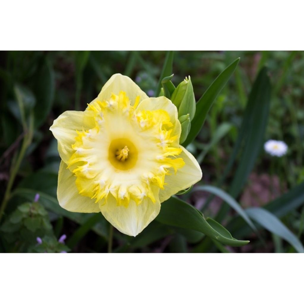 Narciso Snowtip