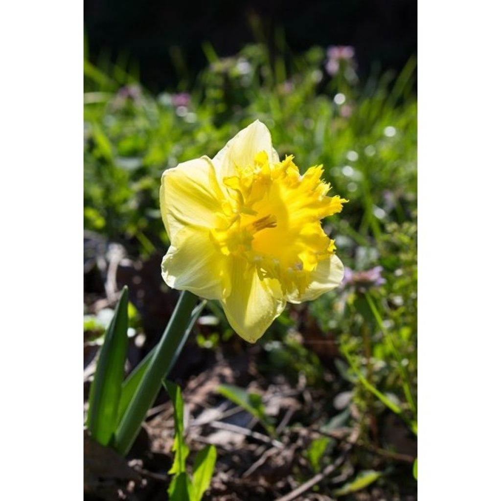 Narciso Snowtip