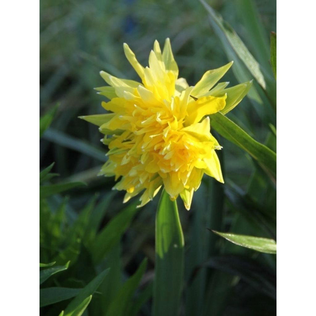 Narciso pumilus Rip van Winkle