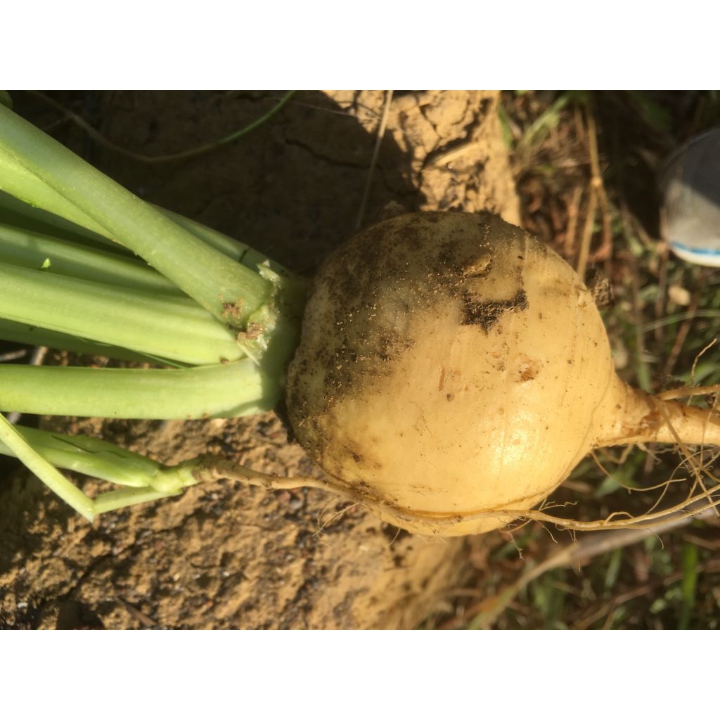 Nabo Boule D'Or - Vilmorin