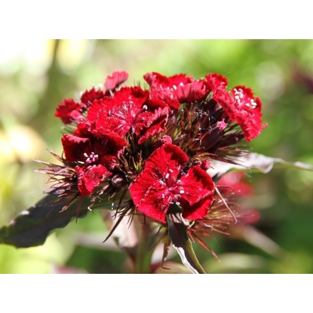Clavel del poeta Mix - Dianthus barbatus