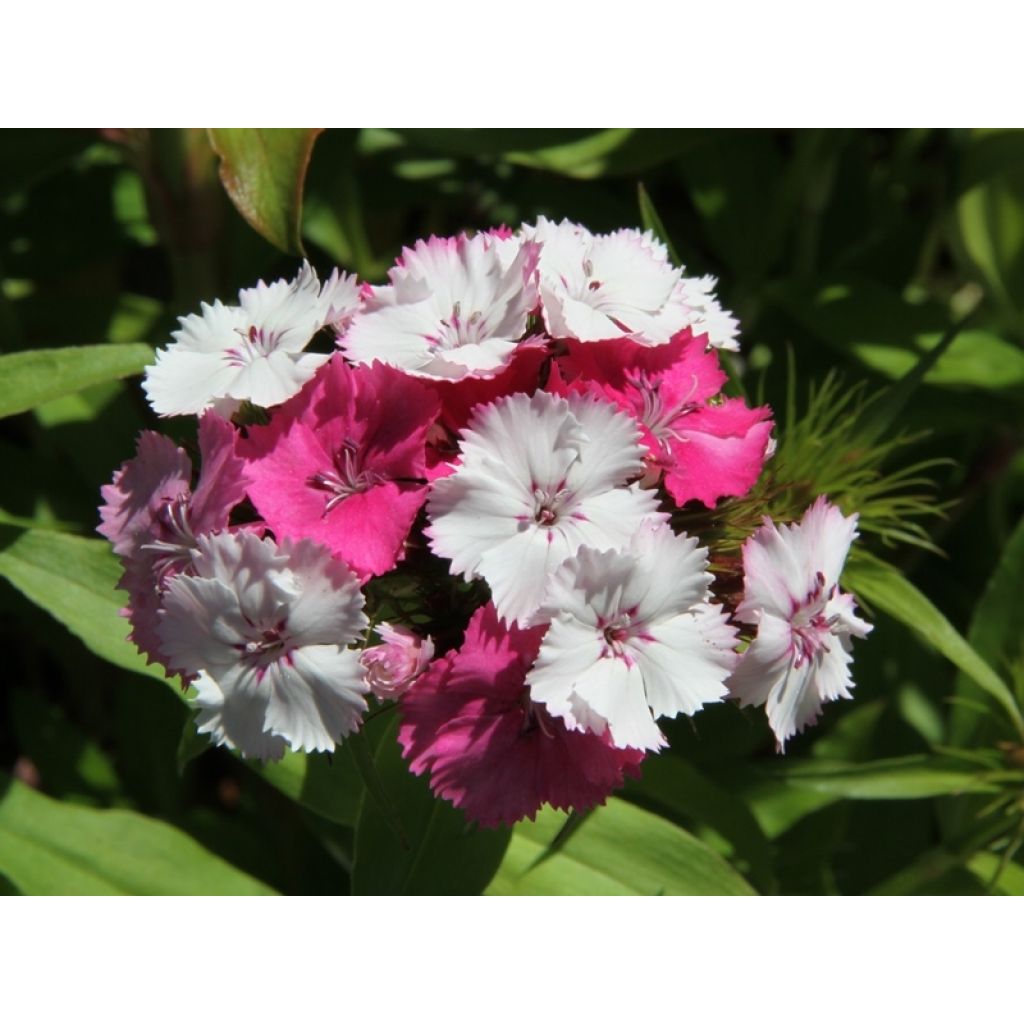Clavel del poeta Kaleidoscope Mixed - Dianthus barbatus