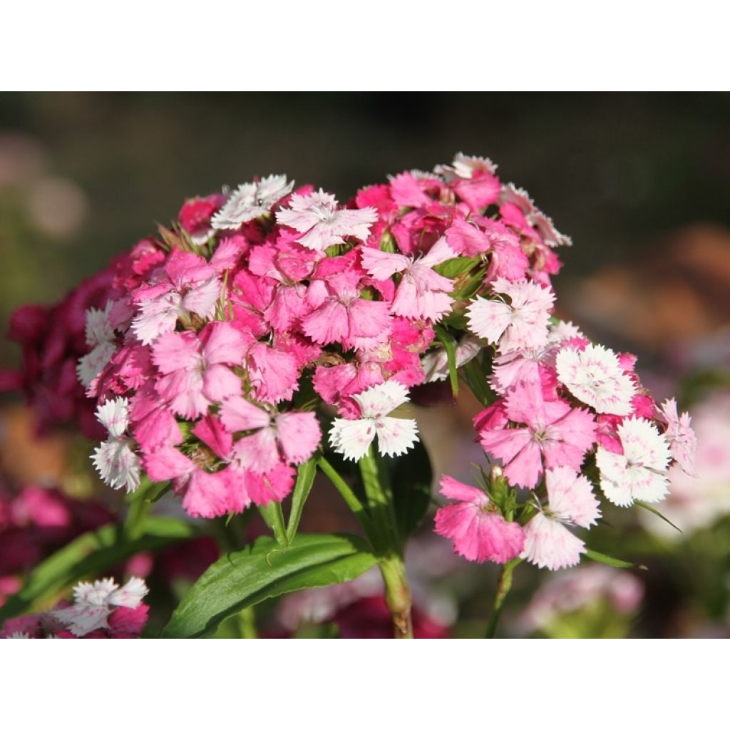 Clavel del poeta Kaleidoscope Mixed - Dianthus barbatus