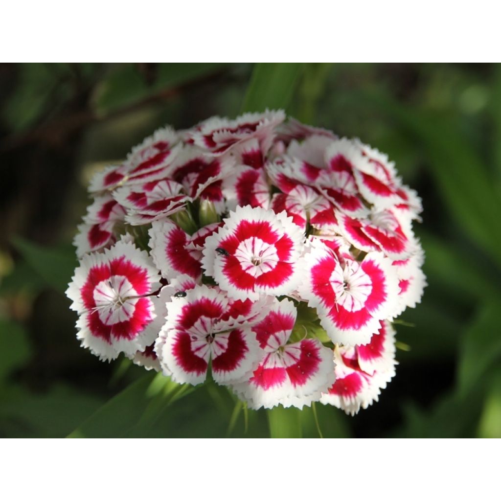 Clavel del poeta Mix - Dianthus barbatus