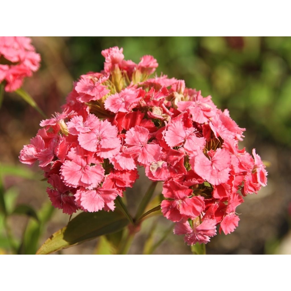 Clavel del poeta Mix - Dianthus barbatus
