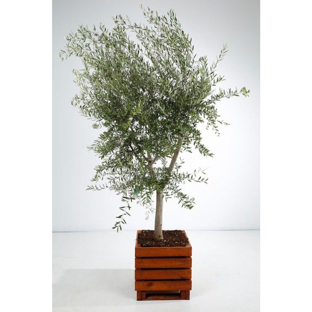 Olivo en tallo - Olea europaea