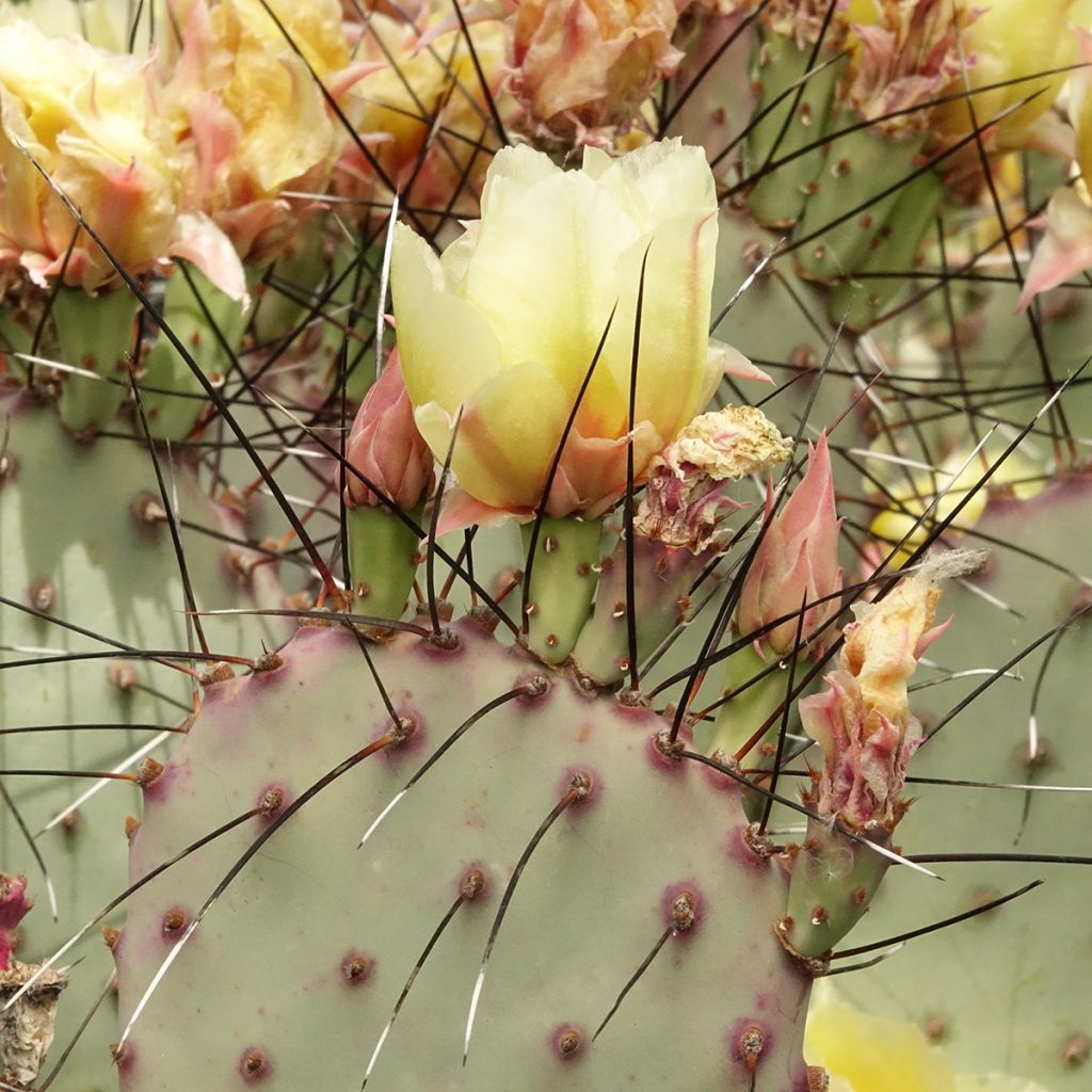 Opuntia macrocentra espinas negras