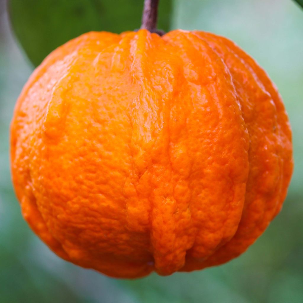Naranjo Corrugata - Citrus sinensis x aurantium