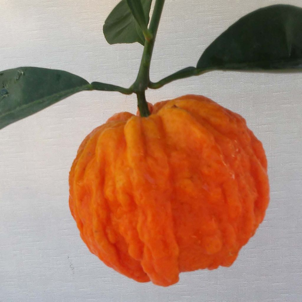 Naranjo Corrugata - Citrus sinensis x aurantium