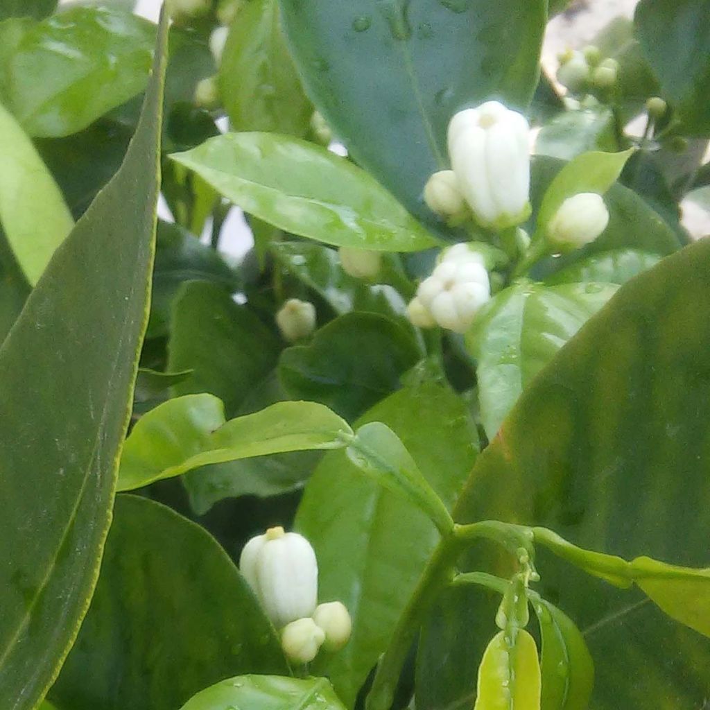 Naranjo Corrugata - Citrus sinensis x aurantium