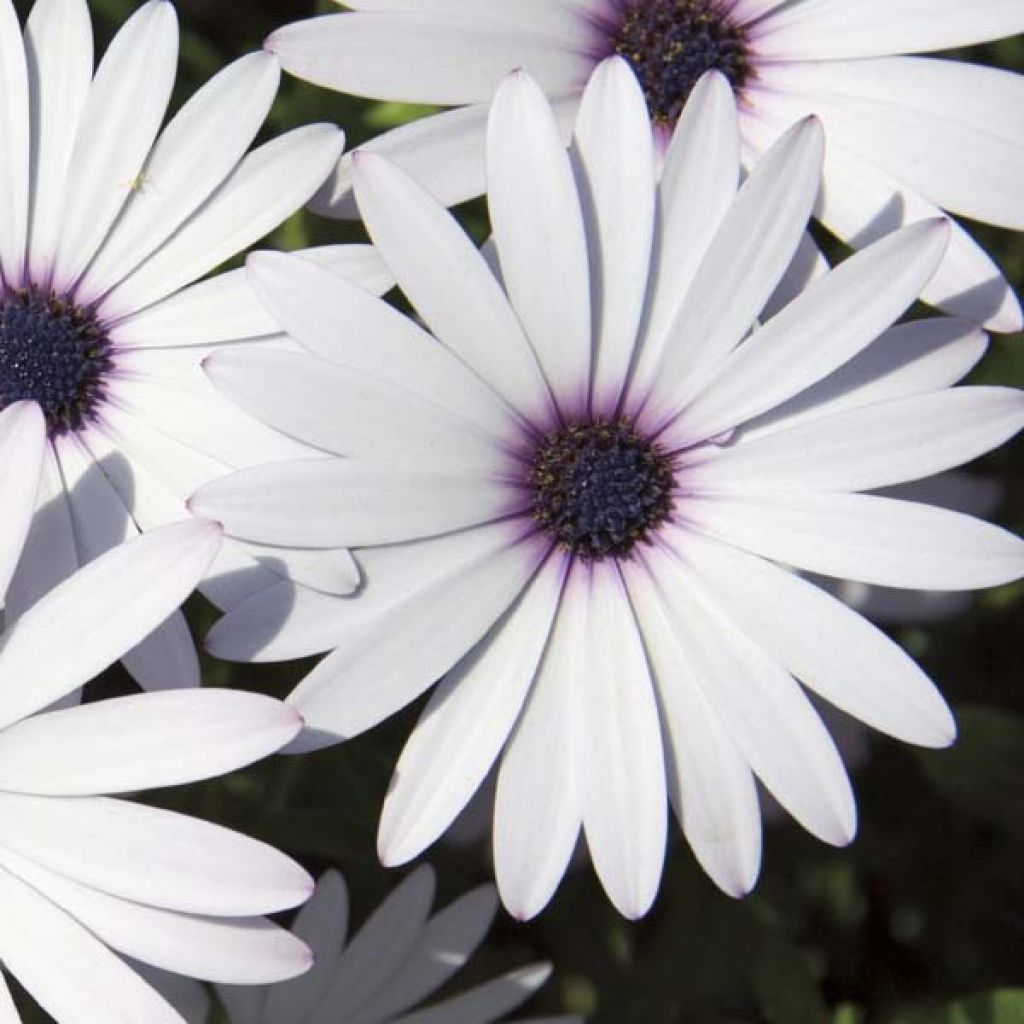 Osteospermum Cape Daisy White - Margarita del Cabo