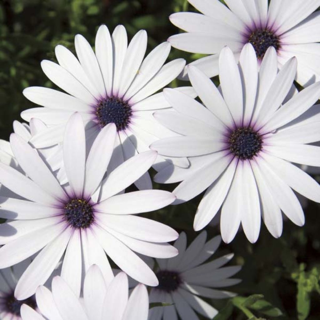 Osteospermum Cape Daisy White - Margarita del Cabo