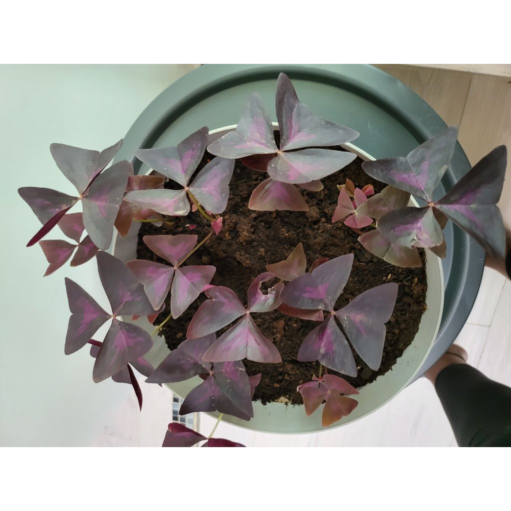 Oxalis triangularis - Planta mariposa