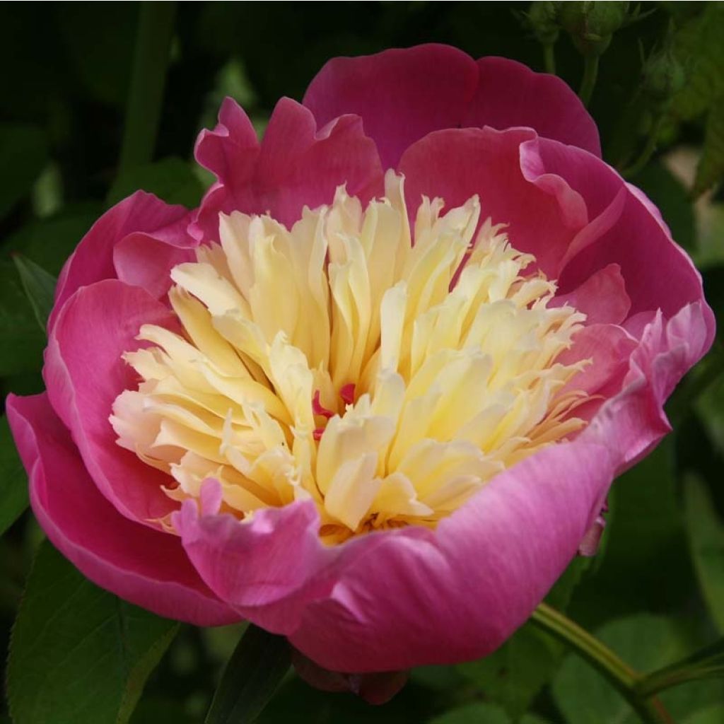 Peonia lactiflora Bowl of Beauty