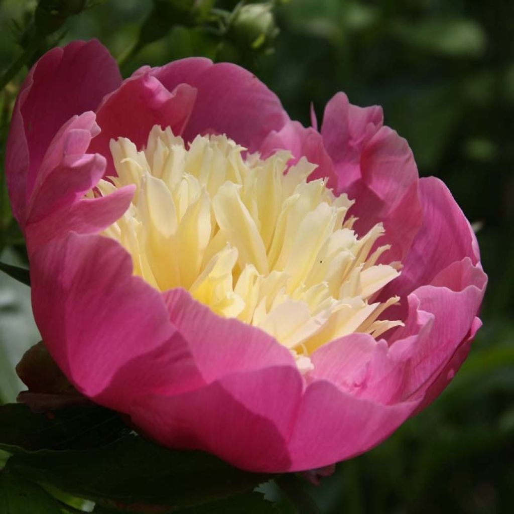 Peonia lactiflora Bowl of Beauty