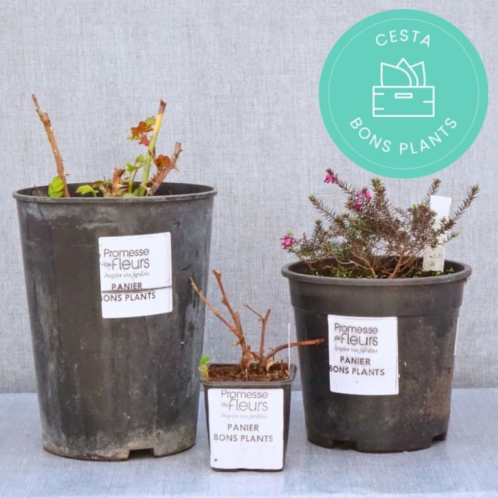 Cesta de Plantas de Calidad