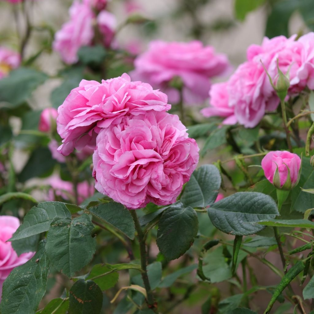 Cestas antibasura de Promesse de fleurs Especial para Rosales