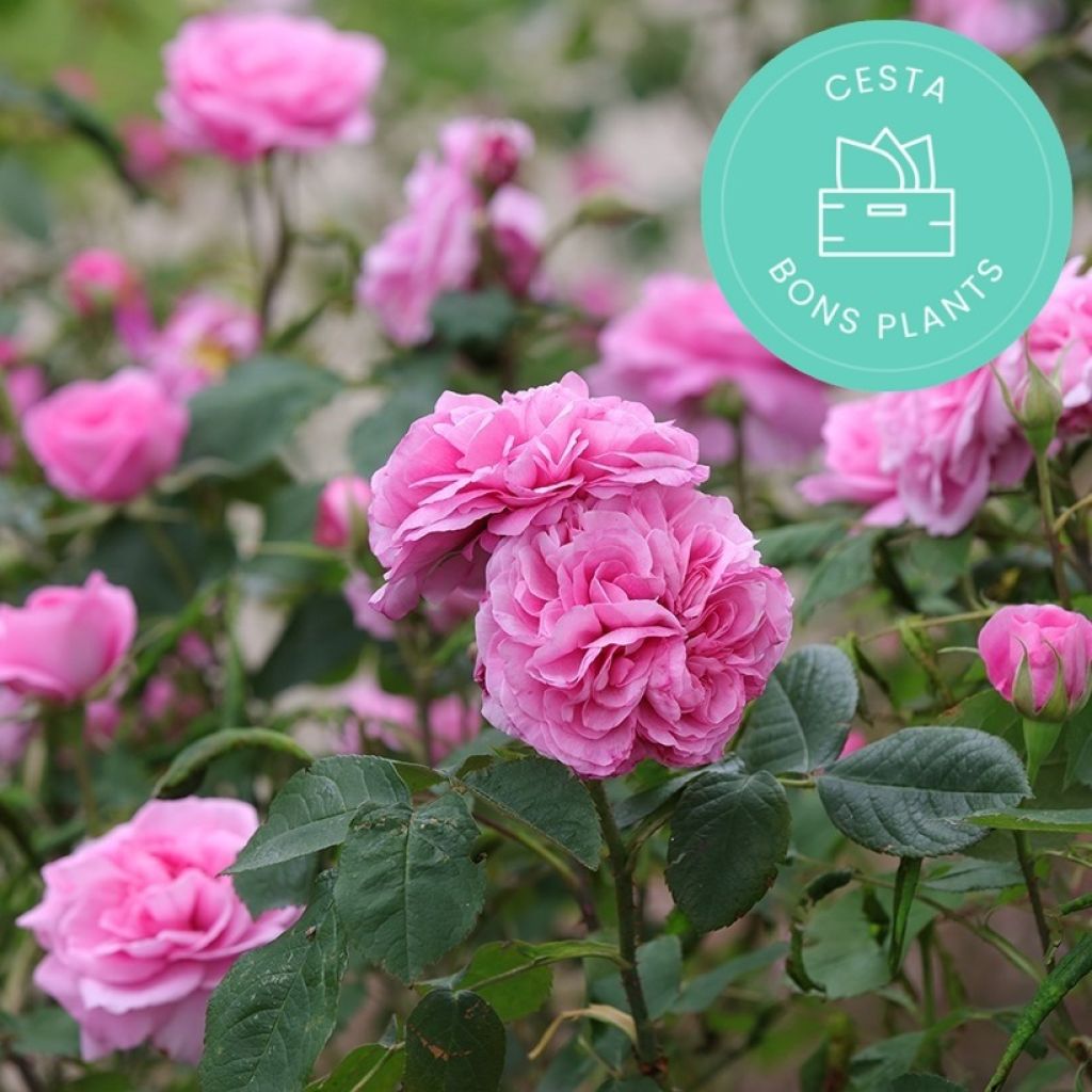 Cestas antibasura de Promesse de fleurs Especial para Rosales
