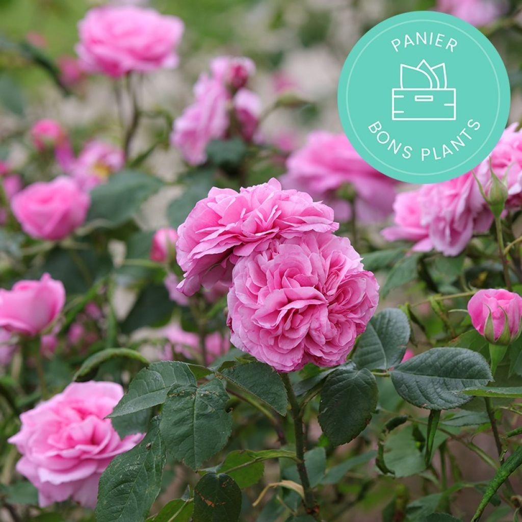 Cestas antibasura de Promesse de fleurs Especial para Rosales