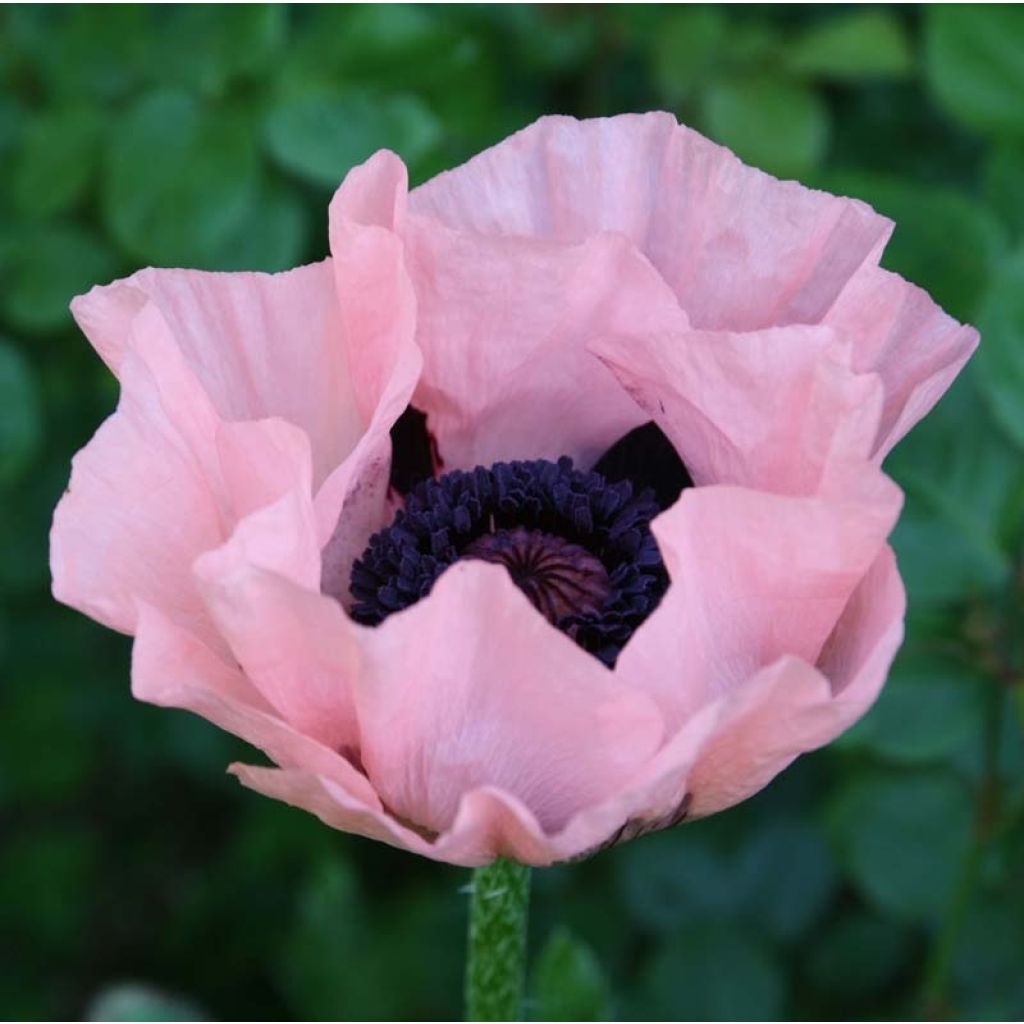 Amapola oriental Princess Victoria Louise - Papaver orientale