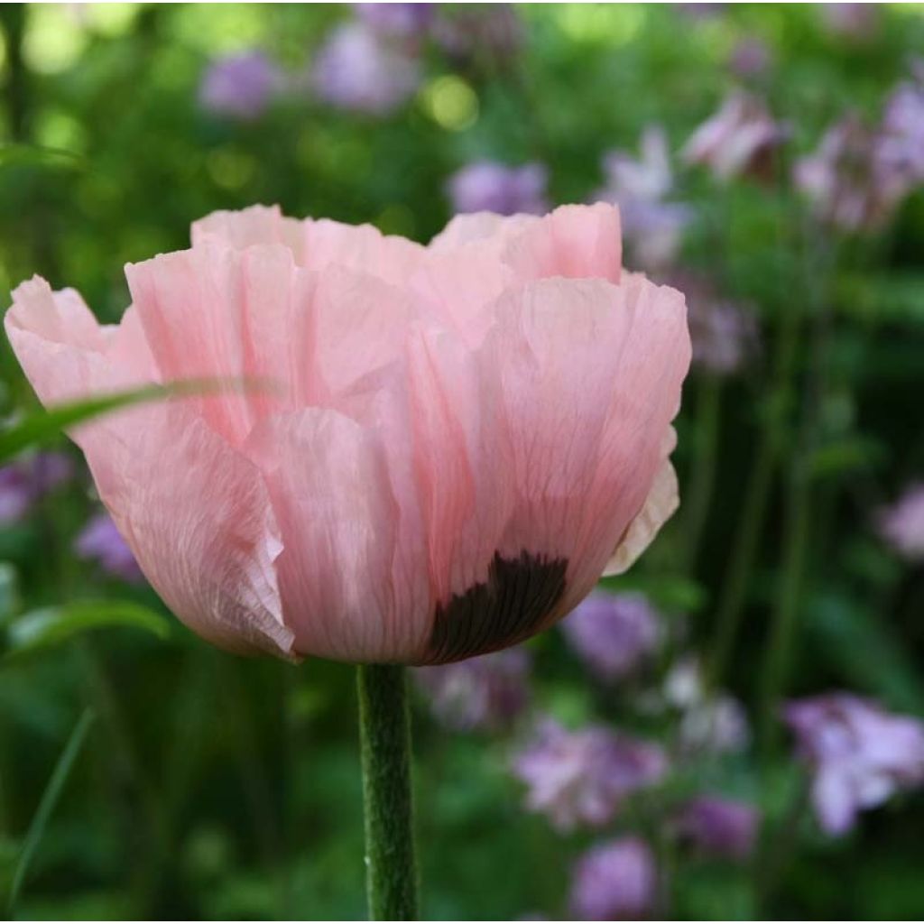 Amapola oriental Princess Victoria Louise - Papaver orientale