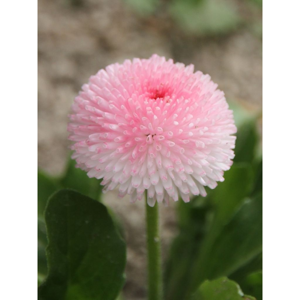 Bellis perennis Tasso Strawberries & Cream - Margarita de los prados