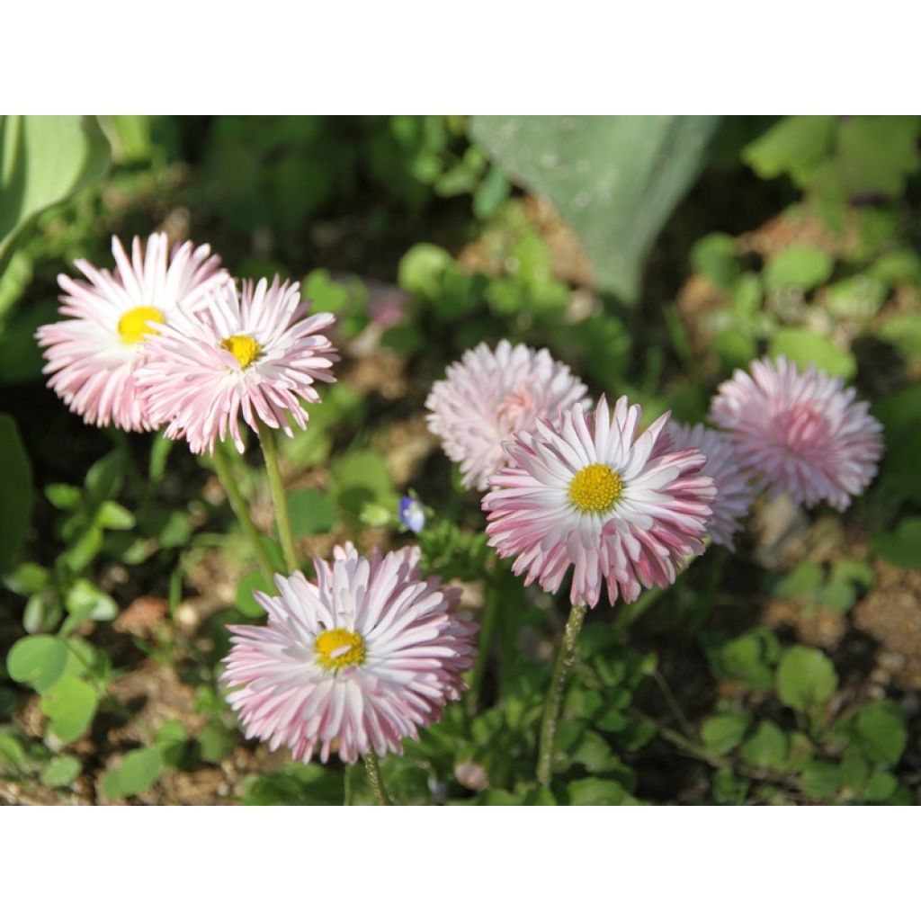 Bellis perennis Tasso Strawberries & Cream - Margarita de los prados