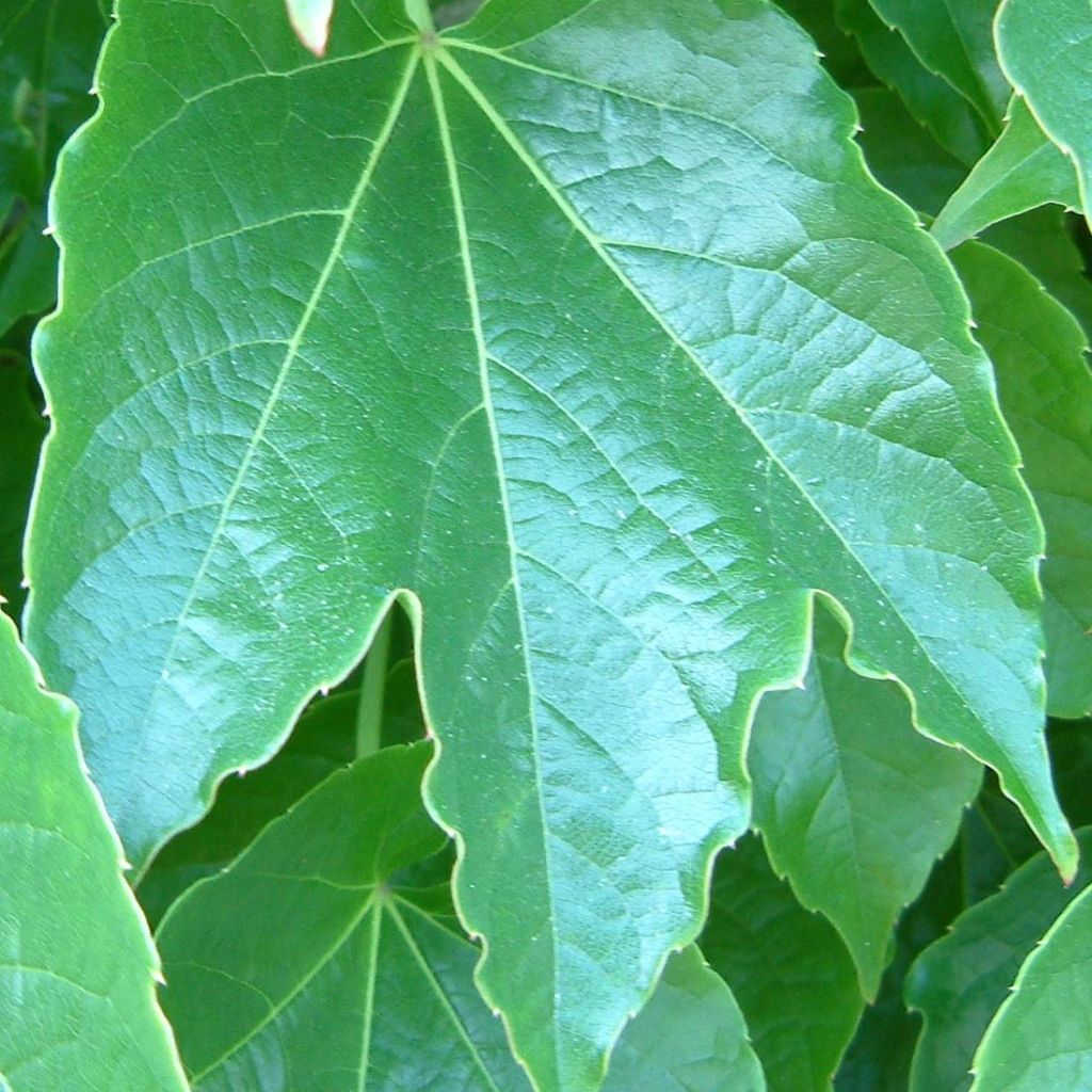 Parthenocissus tricuspidata Green Spring - Parra virgen
