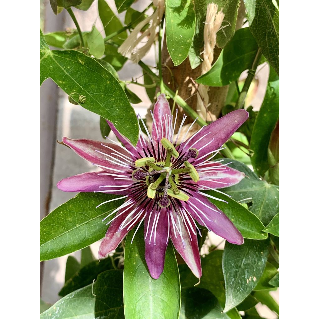Passiflora Victoria - Flor de la pasión