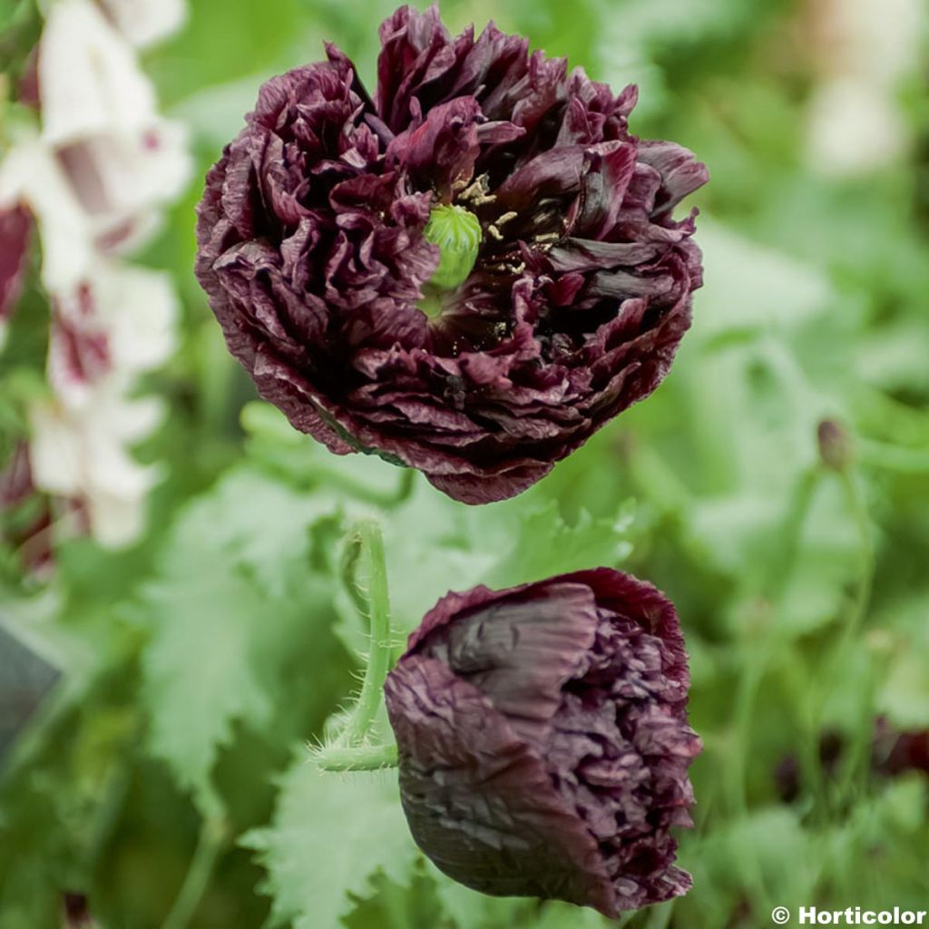 Adormidera Black Peony - Papaver somniferum