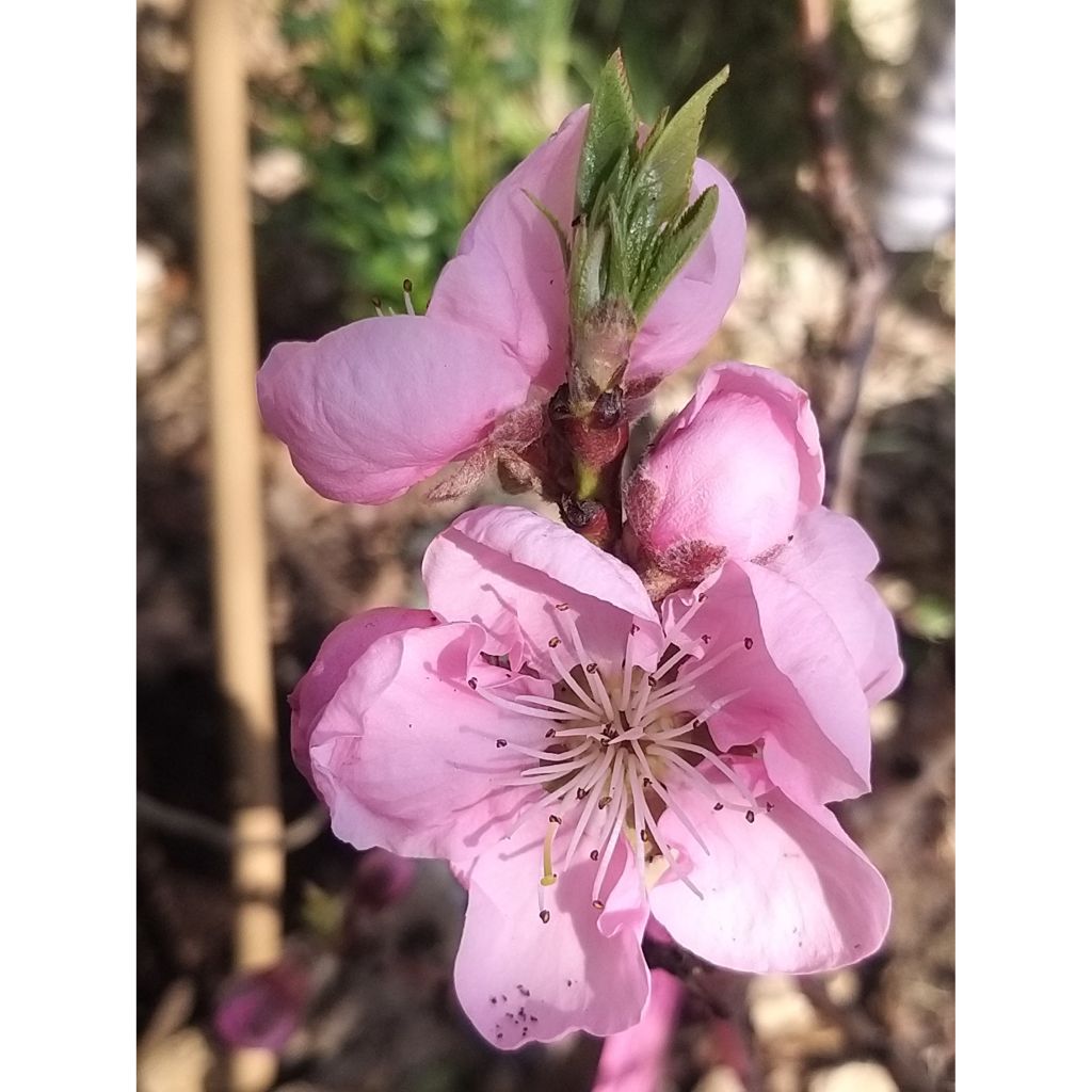 Melocotonero Amber Pix Zee