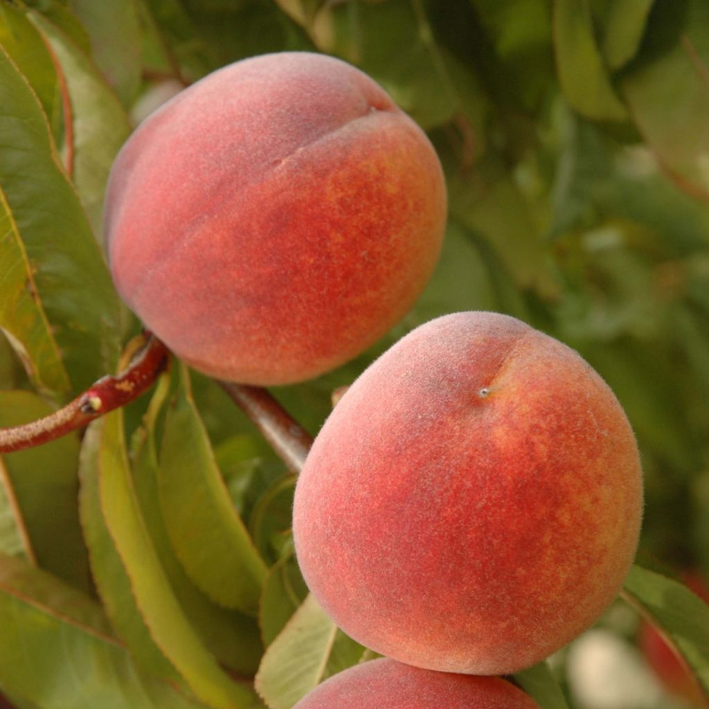 Melocotonero Lacrima