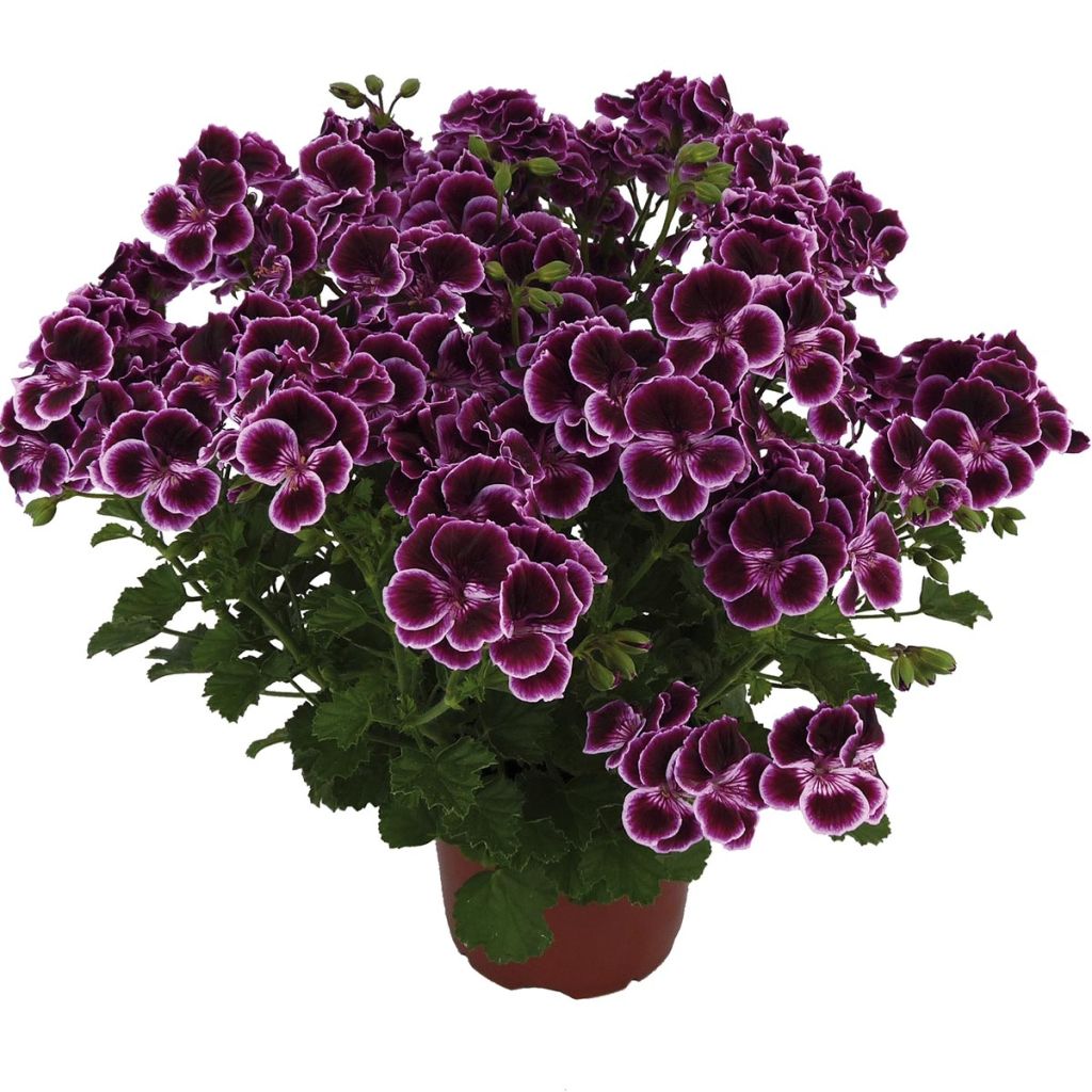 Geranio Mosquitaway Megan- Pelargonium