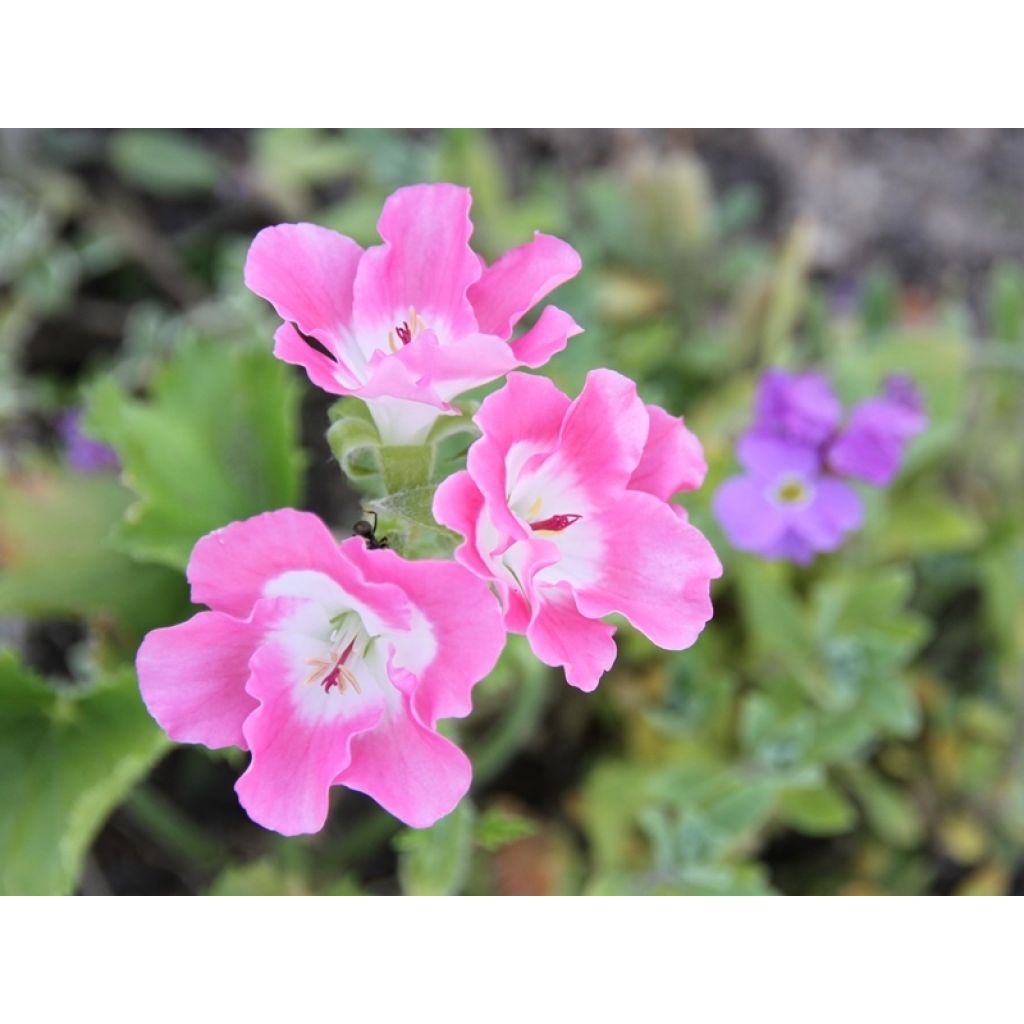 Geranio Bermuda Pink- Pelargonium