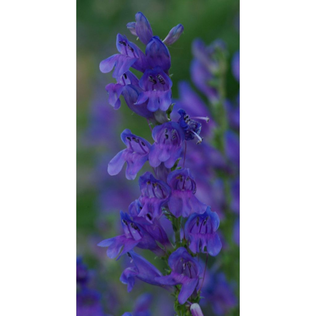 Penstemon strictus - Penstemon de las montañas rocosas