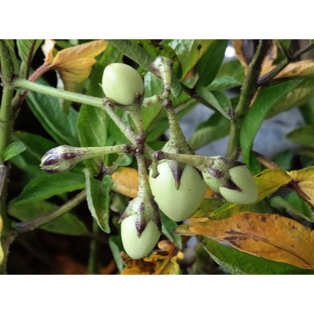 Pera melón - Solanum muricatum