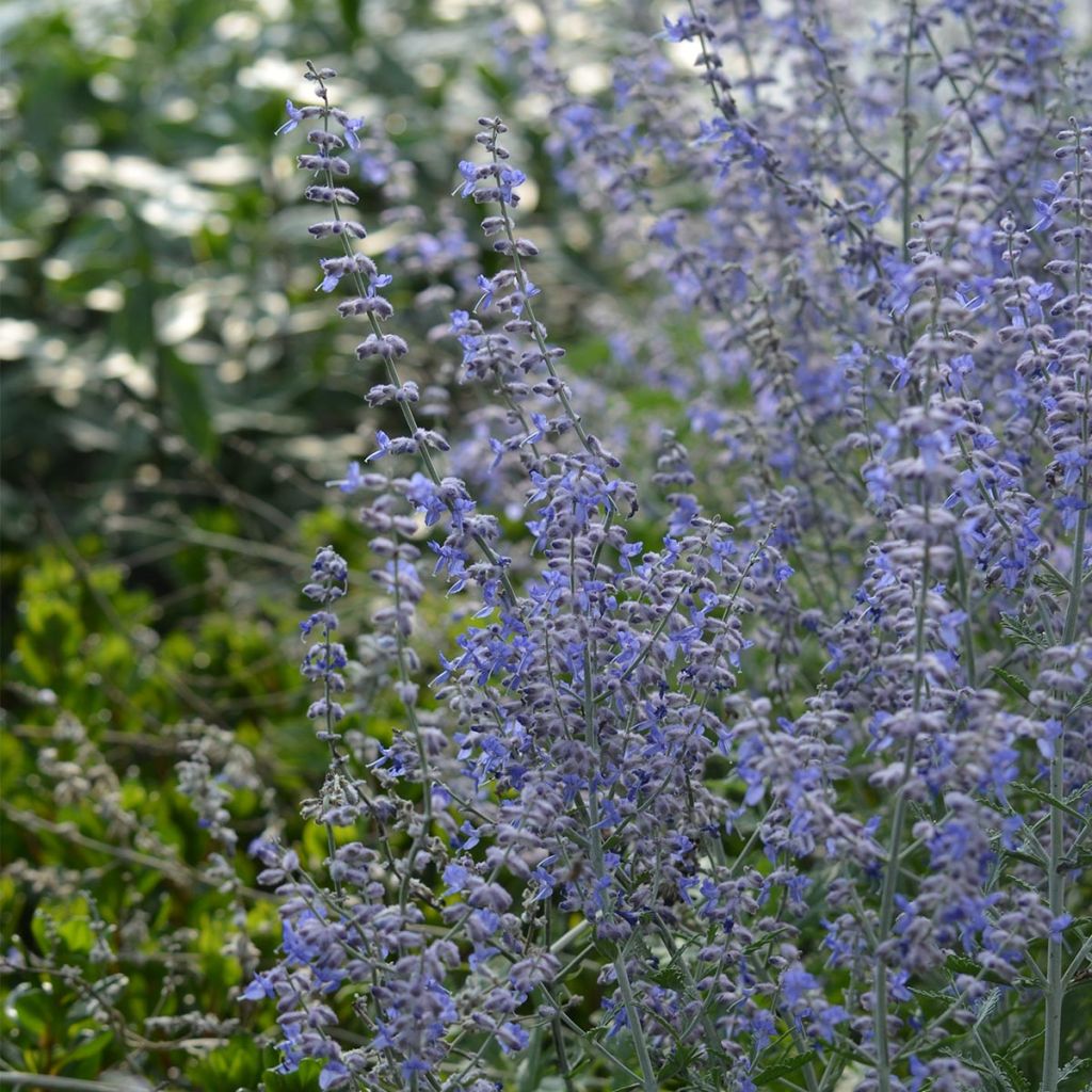 Salvia rusa Blue Spire - Perovskia atriplicifolia