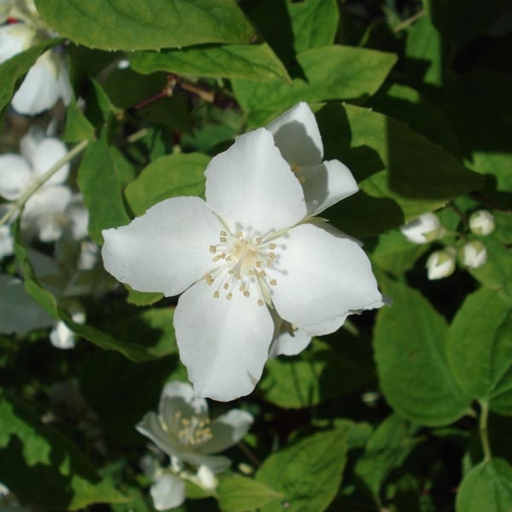 Philadelphus coronarius - Celinda