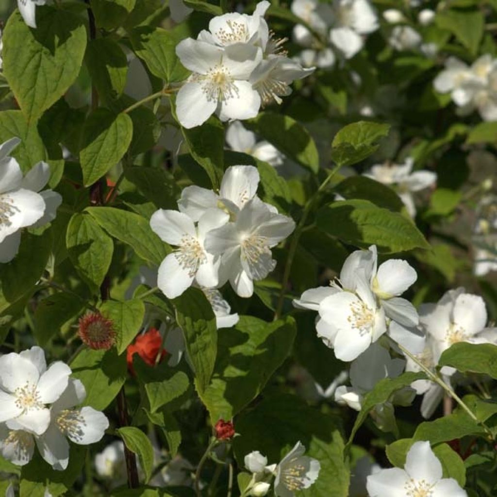 Philadelphus coronarius - Celinda