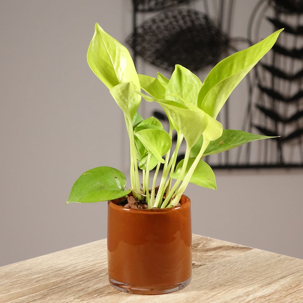 Philodendron Neon - Filodendro