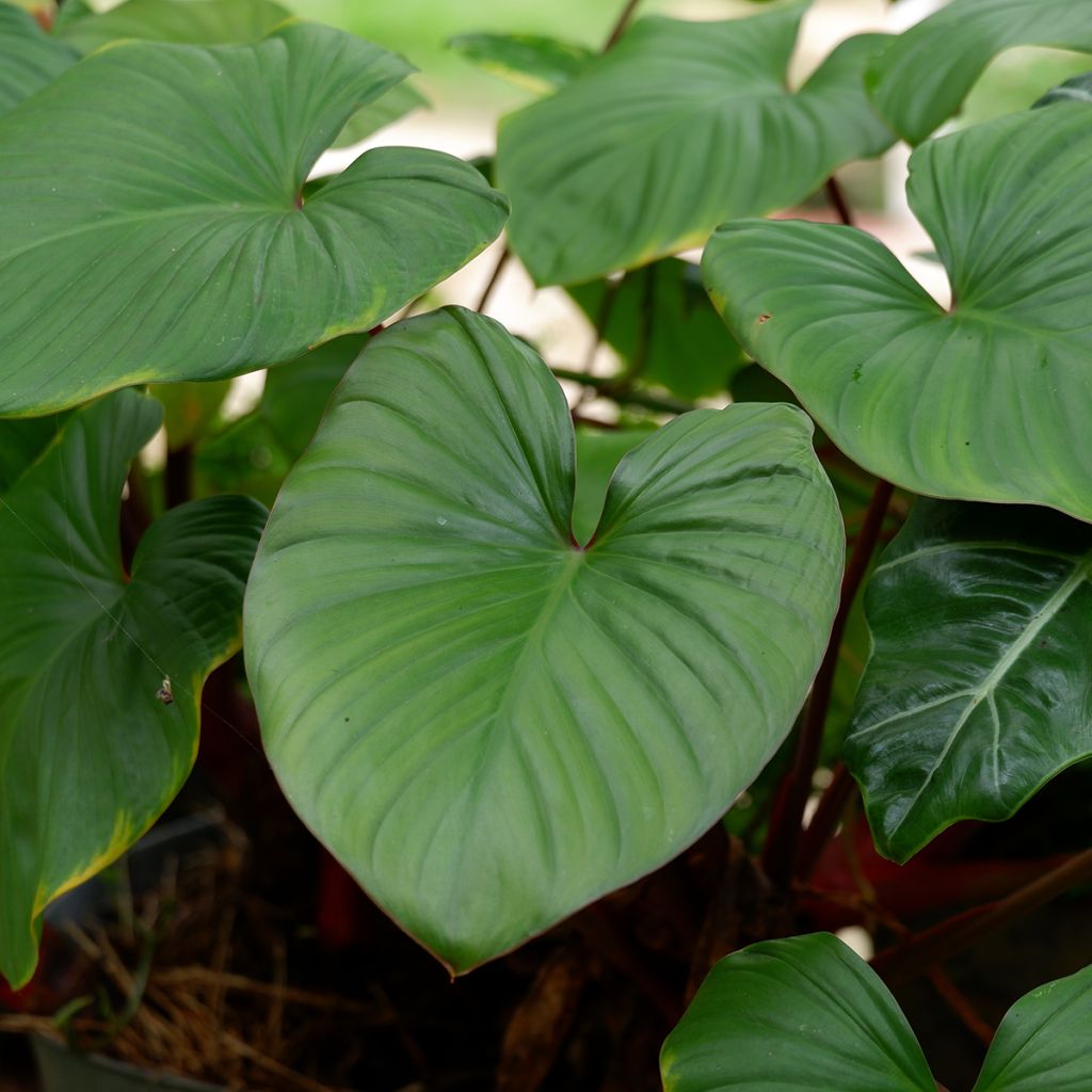 Philodendron squamiferum x serpens - Filodendro