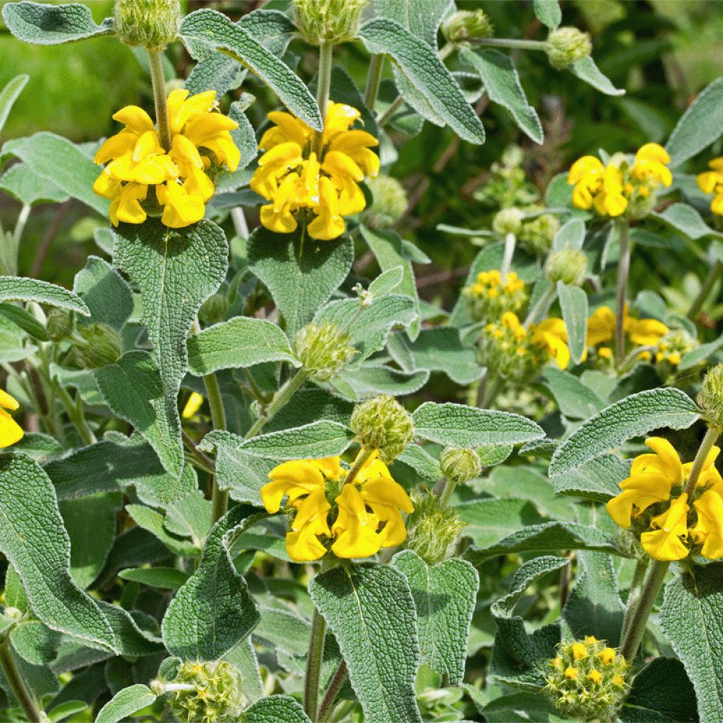 Phlomis bourgaei - Flomis