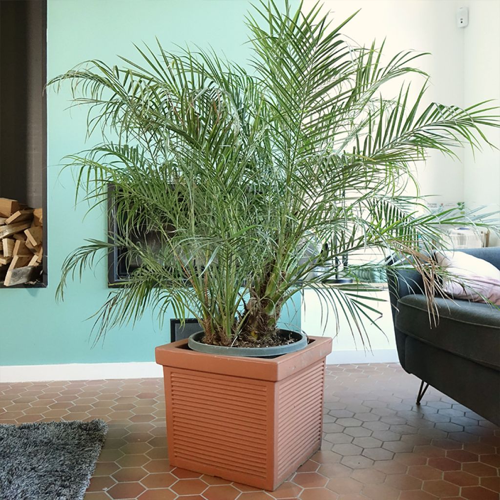 Phoenix roebelinii - Palmera