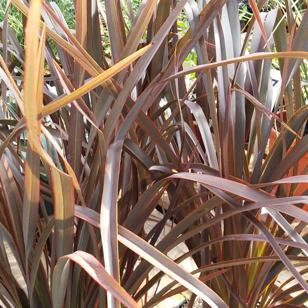 Phormium tenax Purpureum - Lino de Nueva Zelanda